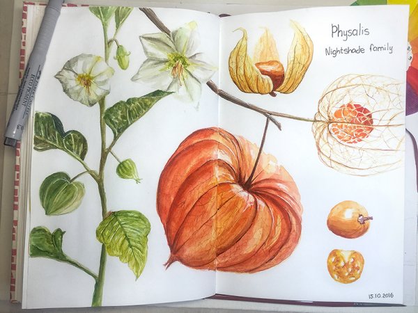 Физалис Ботаническая иллюстрация