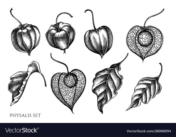 Физалис ягода контур