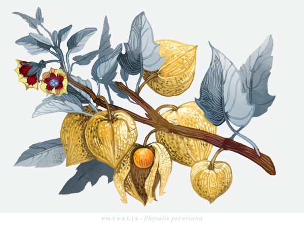 Физалис стилизация