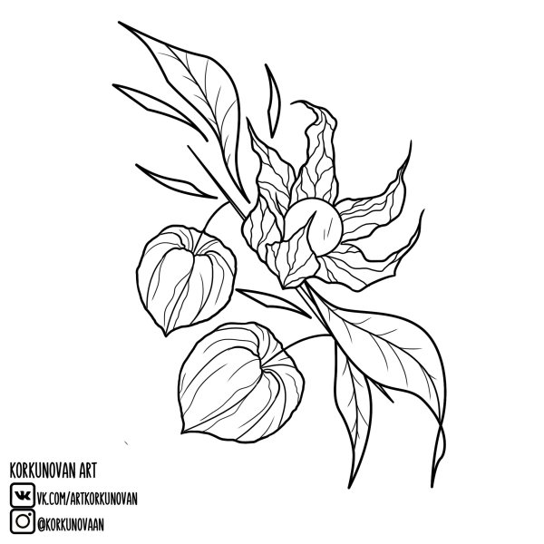 Физалис эскиз тату