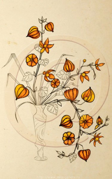 Физалис акварелью скетч