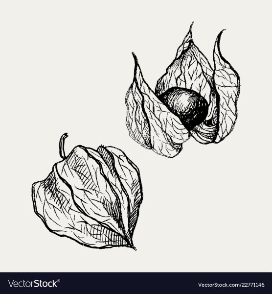 Физалис скетч