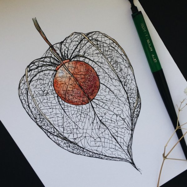 Физалис карандашом
