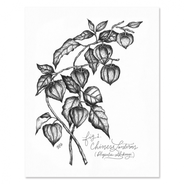 Физалис Ботанический рисунок карандашом