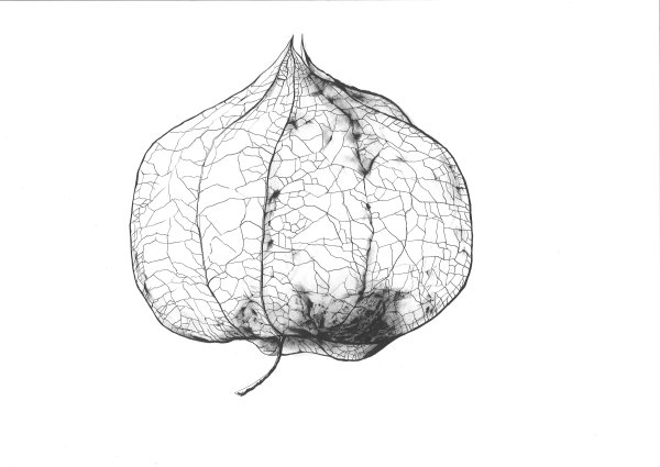 Физалис Графика