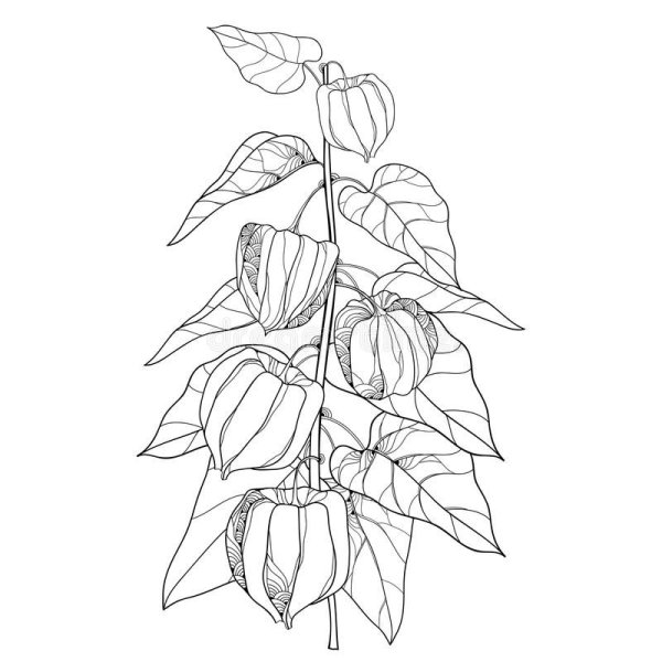 Физалис раскраска