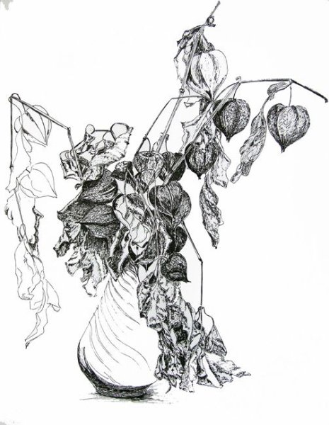 Физалис Графика ручкой