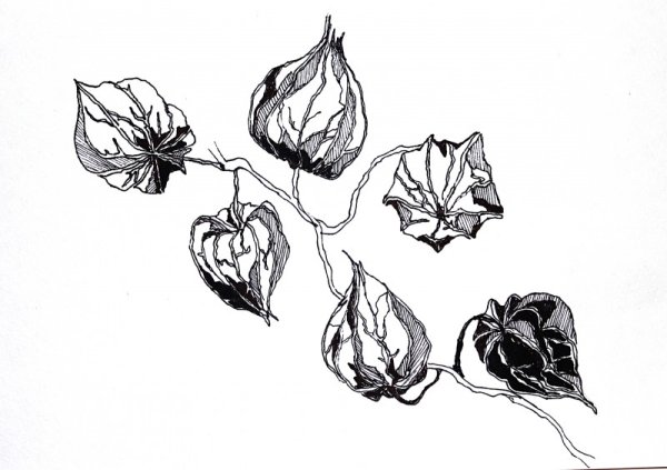 Физалис силуэт