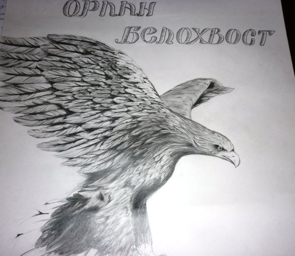 Белохвостый Орлан рисунок карандашом