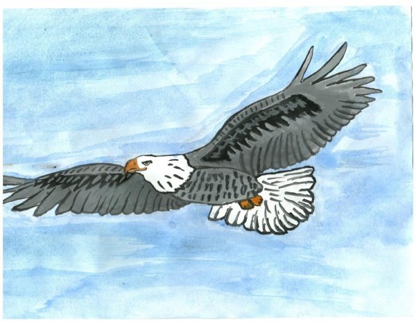 Орлан белохвост раскраска