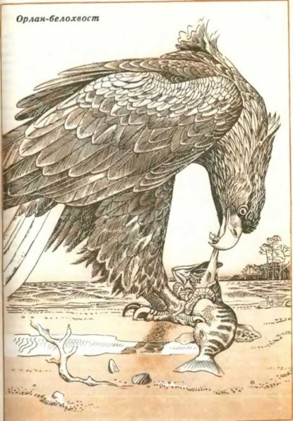 Нарисовать Орлан белохвост