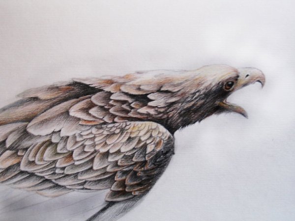 Птица Орлан белохвост рисунок
