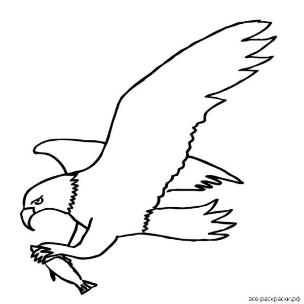 Орлан белохвост рисунок