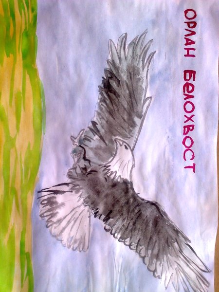 Орлан белохвост рисунок карандашом