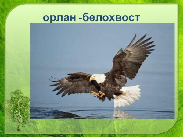 Белохвостый Орлан рисунок