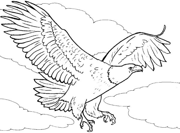 Коршун рисунок