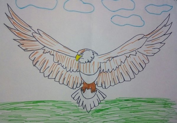 Орлан белохвост рисунок