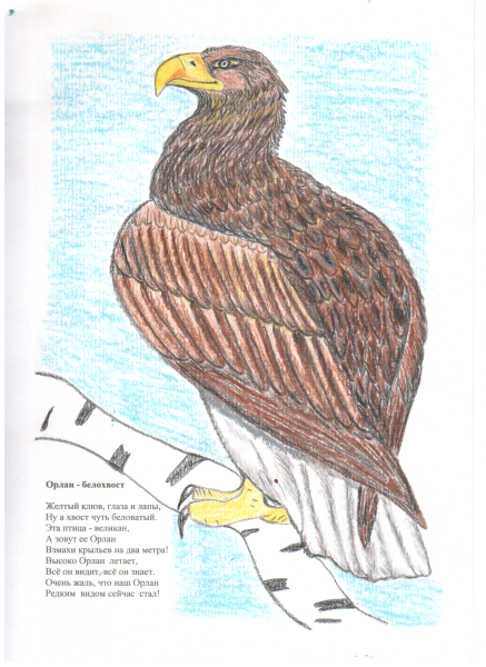 Раскраска Орлан белохвост для детей