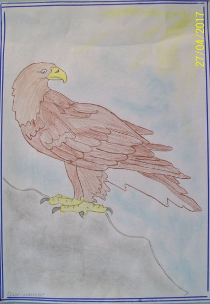 Беркут контур