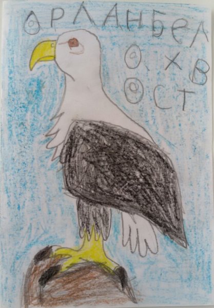 Сапсан птица раскраска