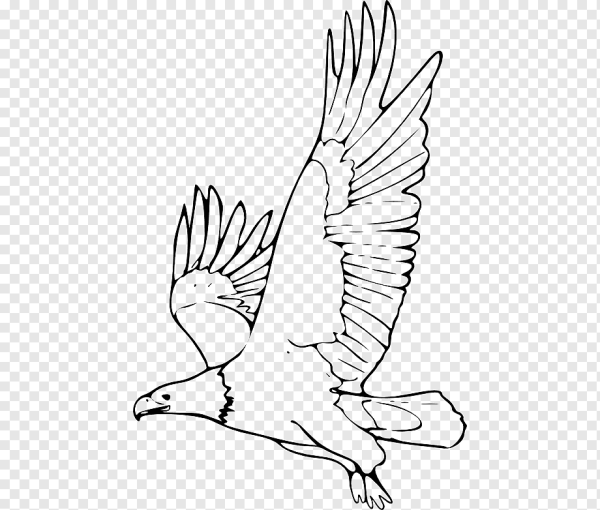 Белоголовый Орлан рисунок