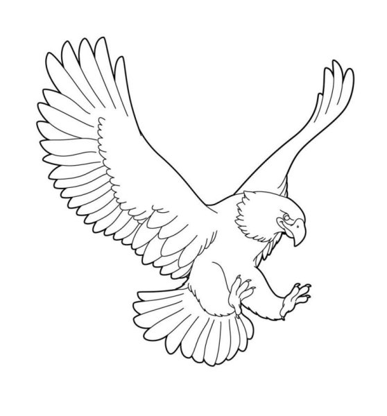 Белый Орлан рисунок