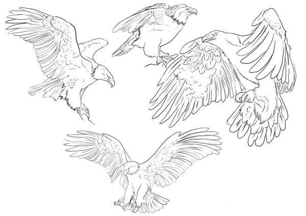 Орел Наброски в полете