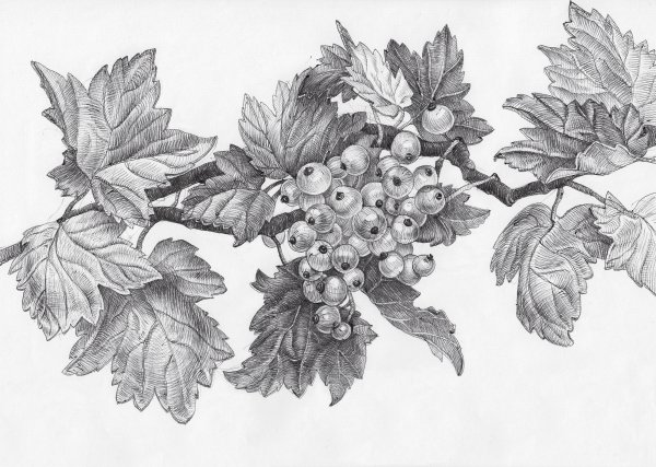 Смородина рисунок для детей карандашом