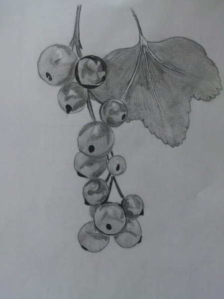 Смородина рисунок