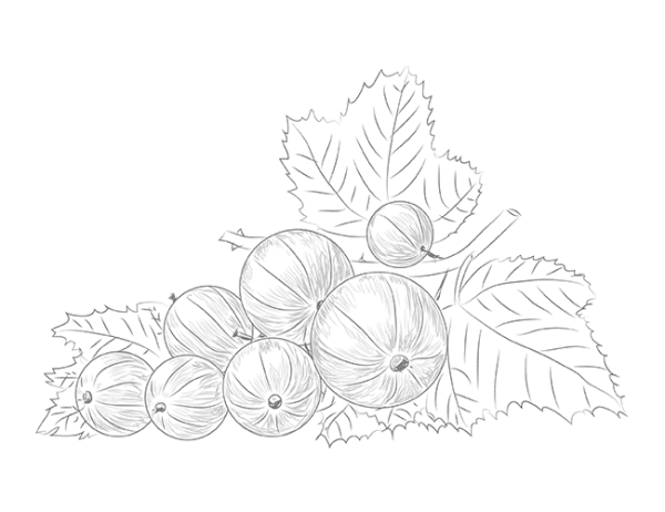 Хохлома смородина раскраска