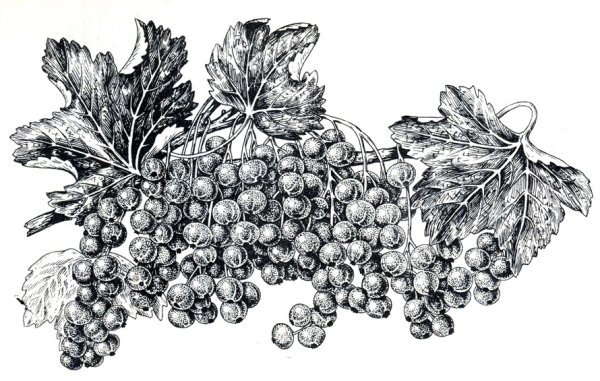 Лист смородины вектор чб