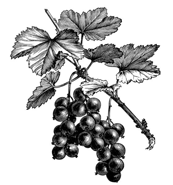 Калина рисунок для детей