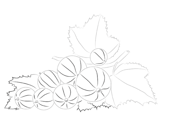 Рисунок кустик крыжовника