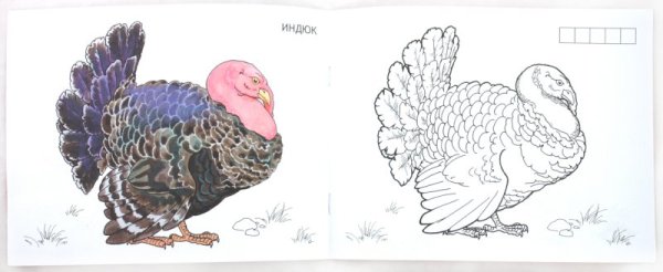 Дикий индюк раскраска