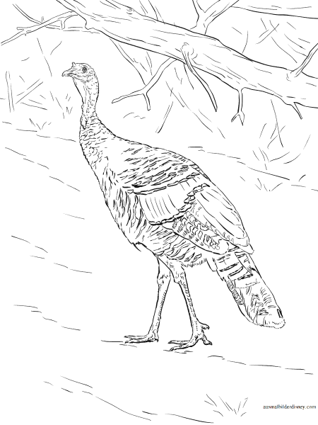 Индюк раскраска для детей цветная