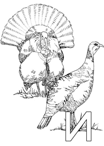 Раскраски индейки ко Дню Благодарения