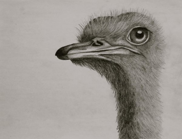Рисование страус
