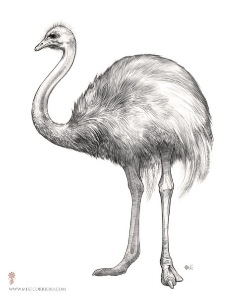 Страус рисунок