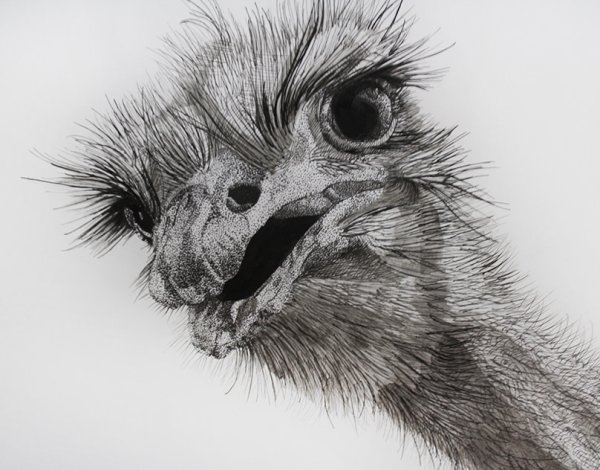 Страус Графика