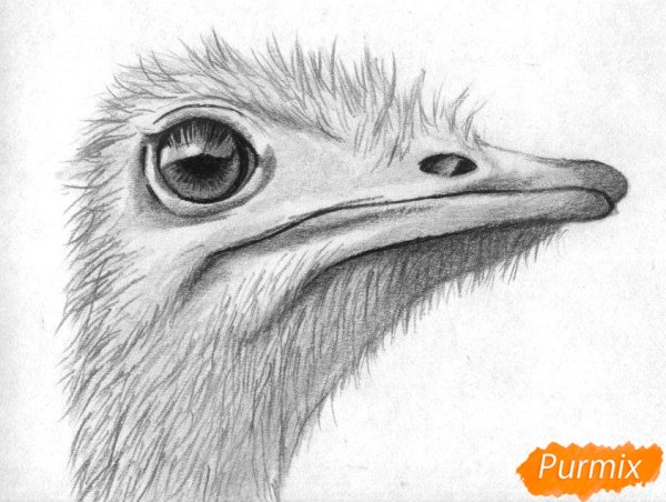 Голова страуса рисунок карандашом