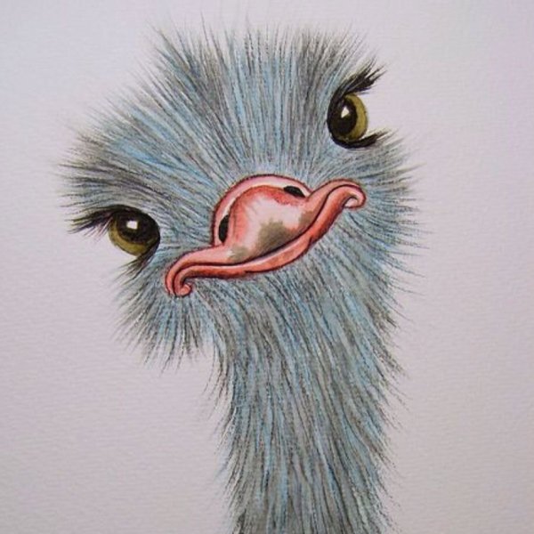 Рисунки страуса для срисовки