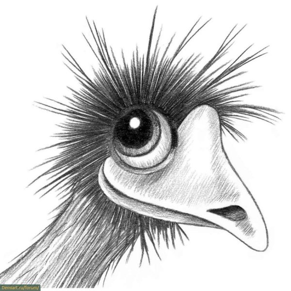 Африканский страус раскраска
