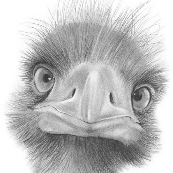 Страус раскраска для детей