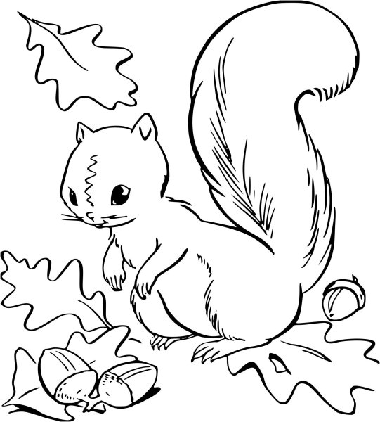 Раскраска Белочка