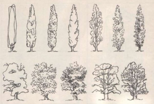 Формы деревьев для рисования