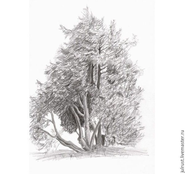 Деревья в снегу Графика