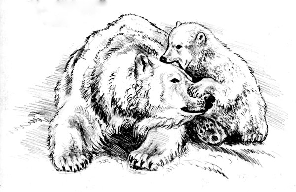 Картинки медведя для срисовки