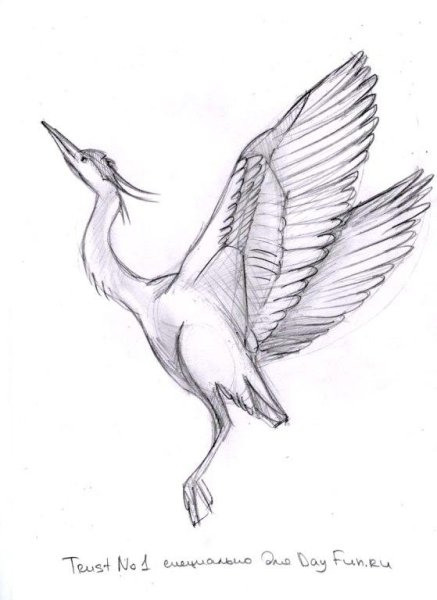 Журавль рисунок карандашом