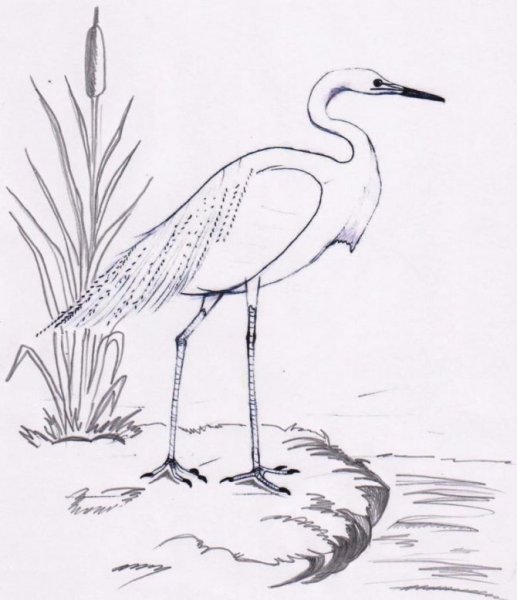 Журавль карандашом