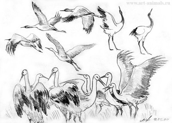 Журавль рисунок карандашом